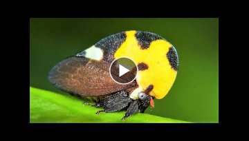 10 Most Beautiful Insects on Planet Earth