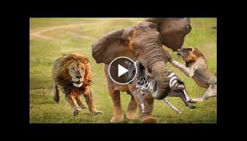 Big Battle Crocodile vs Leopard, Elephant - Brave Elephant Helps Zebra Calf Escape From The Lions
