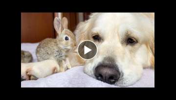 Cute Baby Bunnies think the Golden Retriever is their Mother