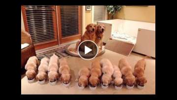 Cutest Puppies! Mother Dogs and Cute Puppies Videos Compilation, Cute moment of Puppy
