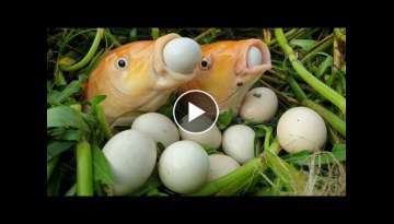 Viral Fish Eggs Video 2020 |Is It True Or Imaginary?Most Interesting And Attention-Grabbing Video