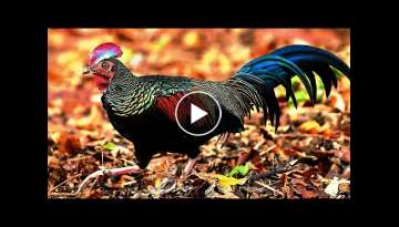 10 Most Beautiful Chickens In The World